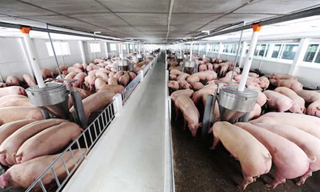 Kỹ thuật chăn nuôi lợn mô hình trang trại